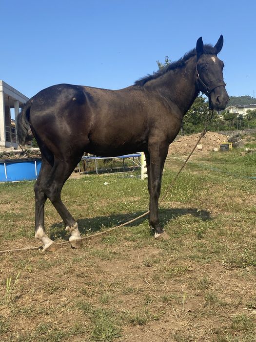Poldro lusitano.