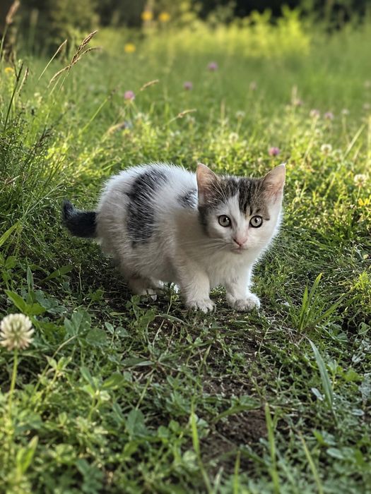 Kotek do adopcji