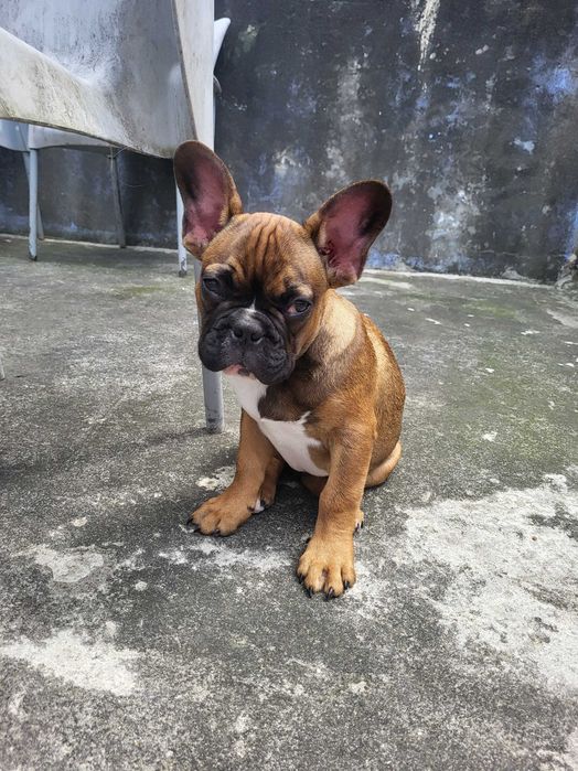 Cao buldogue frances