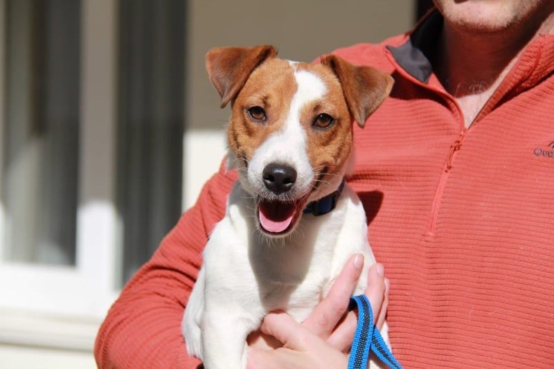 Джек Рассел в'язка