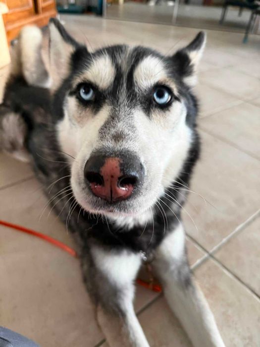 husky do adopcji