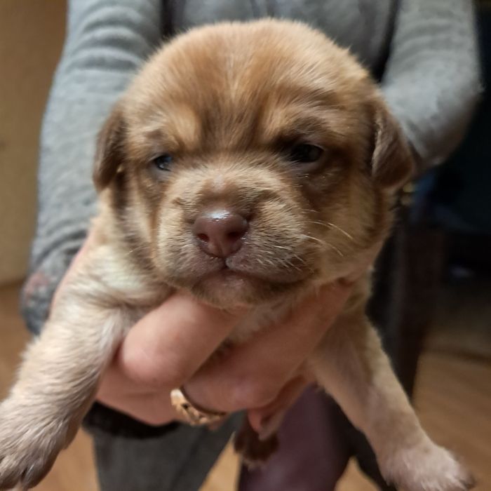 Щенки чудові  невеликі