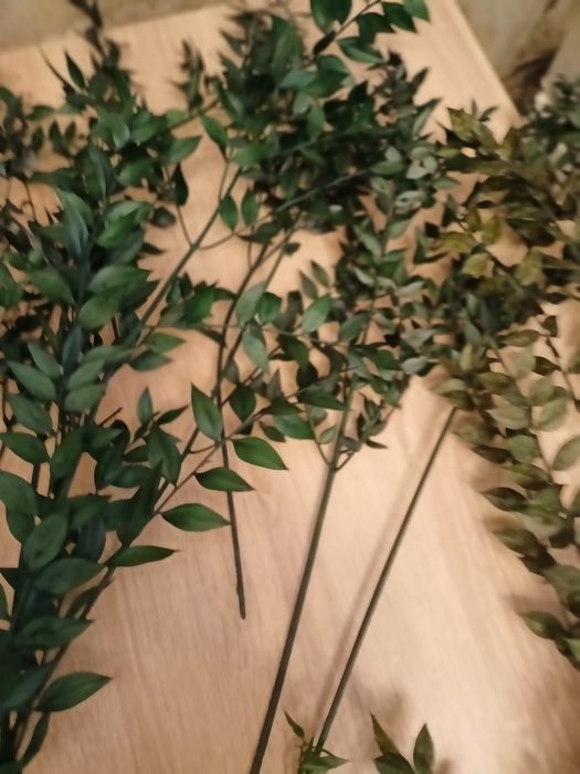 suszone rośliny zielony ruszczyk kolczasty ruskus