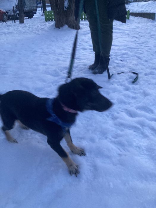 Прилаштовується собачка