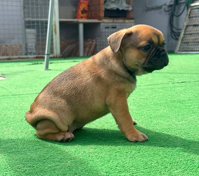 Bulldog francês fêmea fawn