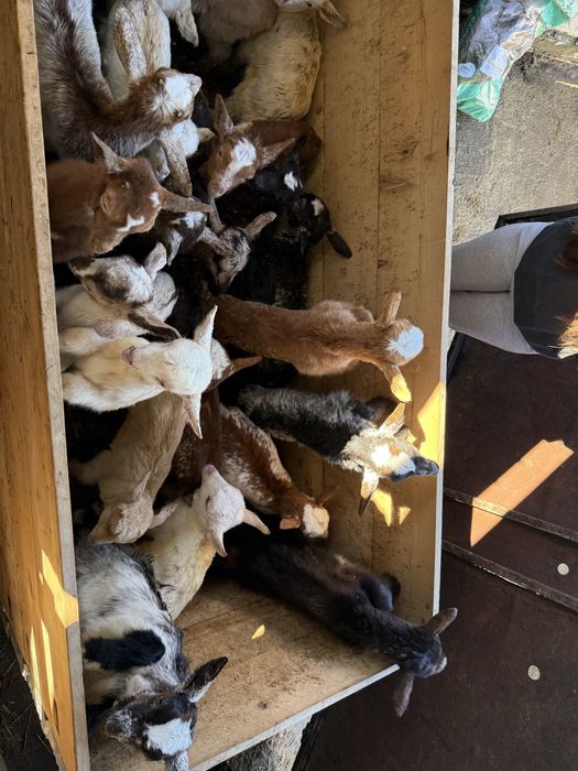 Chibos de raça para criar ou mamar