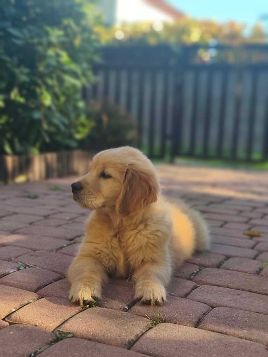 Suczka Golden Retriever