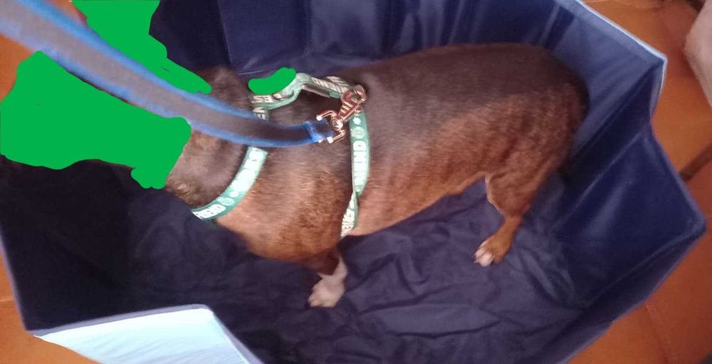 Piscina para cães - tamanho pequeno ou pequeno médio