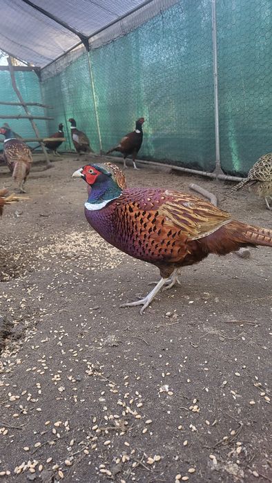 Tuszka Bażanta Polnego