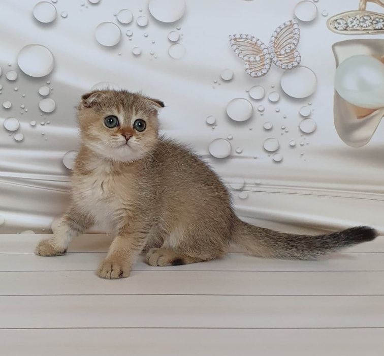 Знакомьтесь - мальчик Винстон!