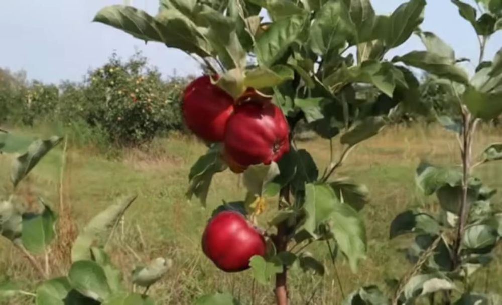Sadzonka starej odmiany jabłoni z 1627 roku  przepyszne jabłka