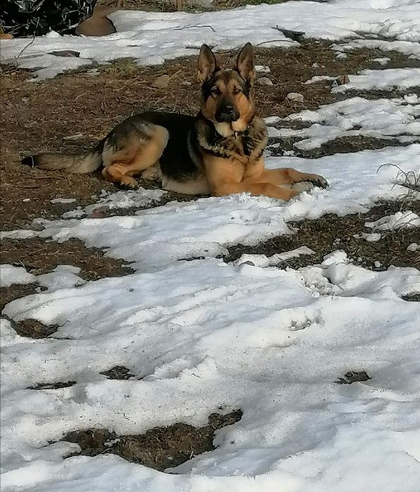 В'язка , Німецька вівчарка, хлопчик