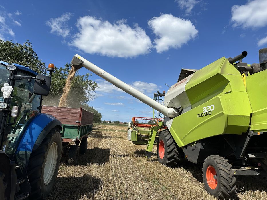 Sprzedam pszenicę jarą „Merkawa „