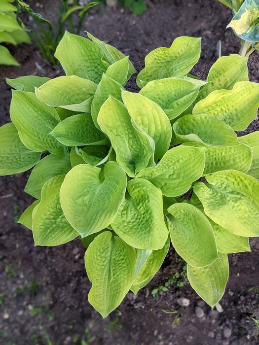 Funkia Hosta 'Golden Waffles' Doniczka 2.0L Żółte Złote liście