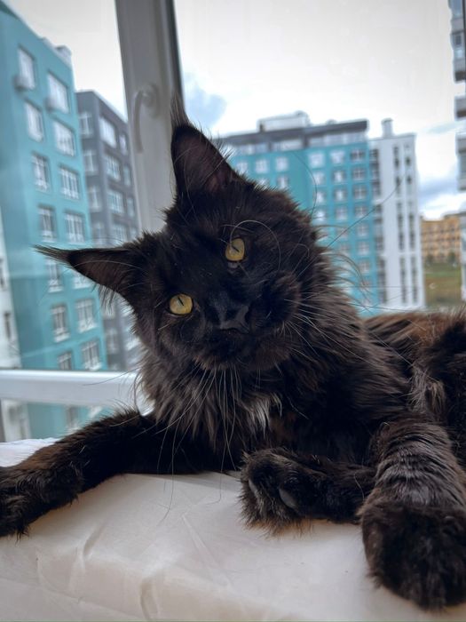 Вязка мейн кун чекає кицю