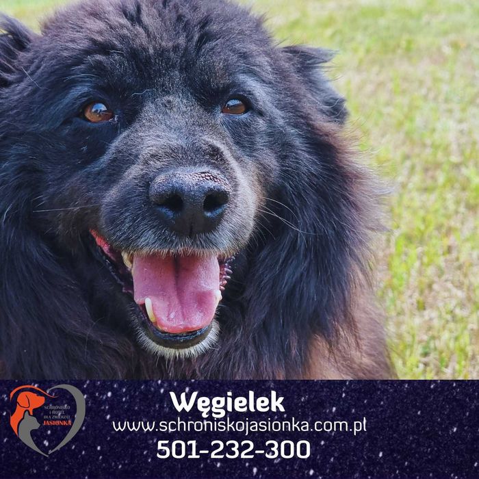 WĘGIELEK do adopcji Schronisko Jasionka