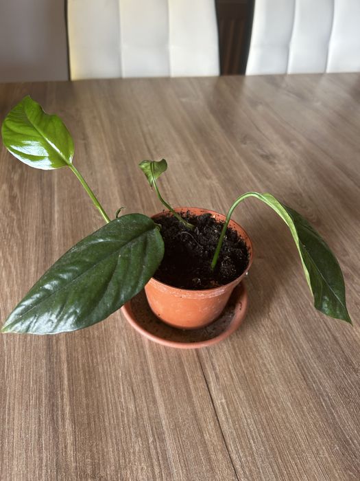 Epipremium pinnatum