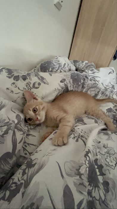 отдам в хорошие руки котика