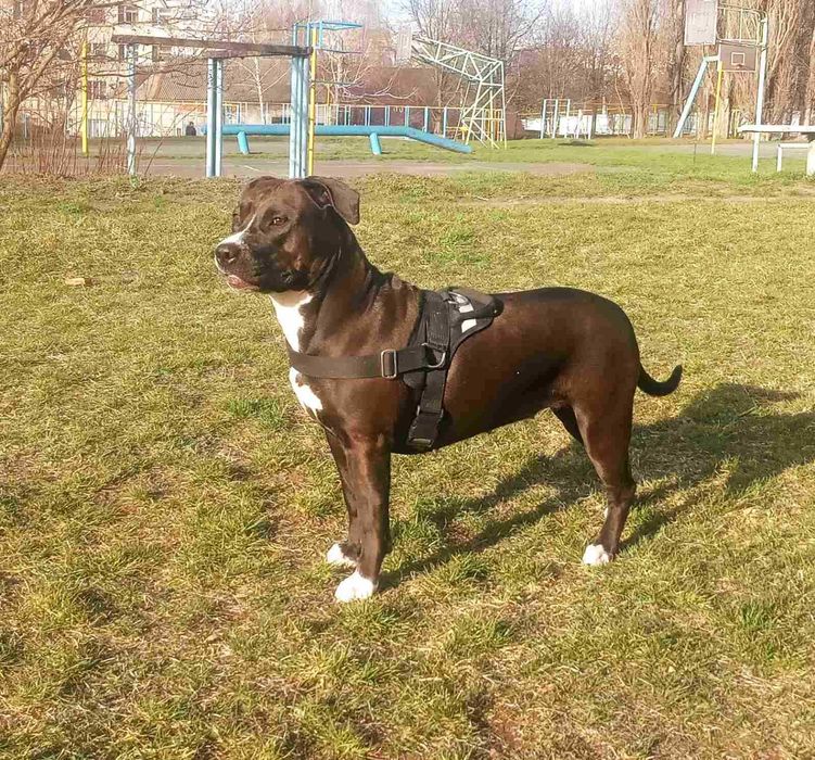 Наречена Амстафф дівчинка чекає на нього. перша в'язка.