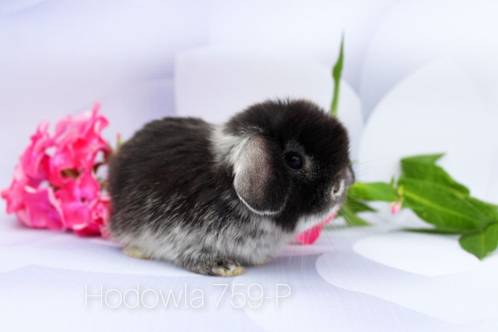 Mini lop króliki miniaturowe karzełek