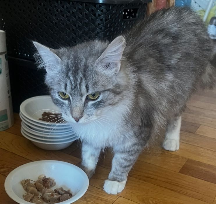 Котик в добрі руки
