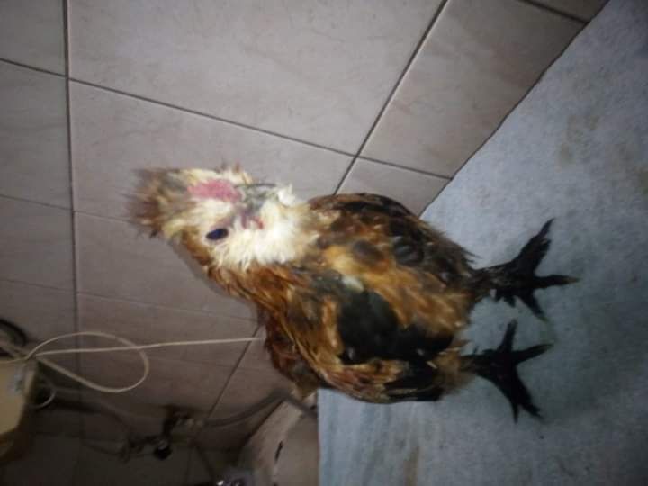 Kogut mały 10tyg ma