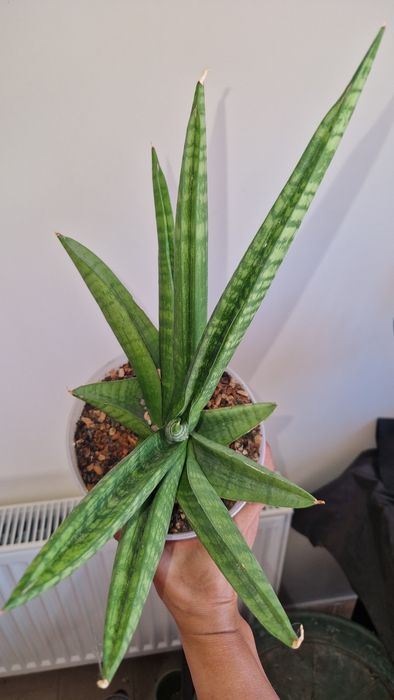 сансевієрія wendy , marsha anjany