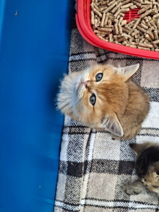 Продаж Кошеня Британська  Золота Шиншила