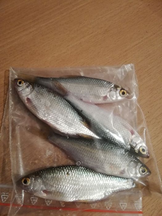 Płoć, płotka mrożona 5szt. 8-12cm