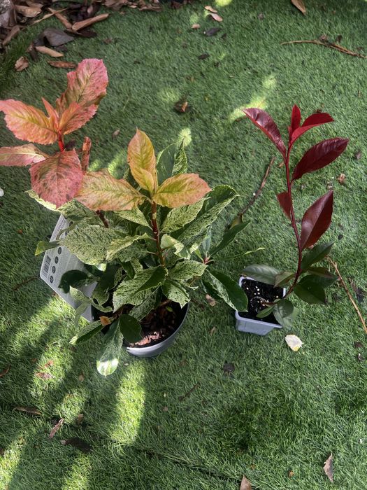 Photinias para sebes