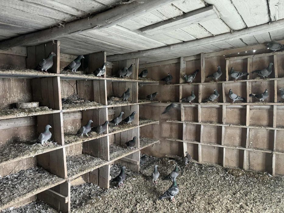 Zaobrączkowane gołębie pocztowe.