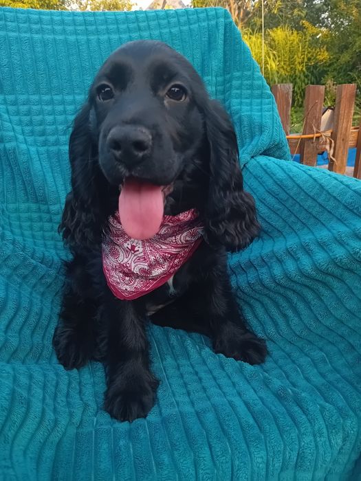 Cocker Spaniel Angielski sunia