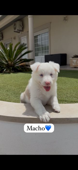 Border collie macho