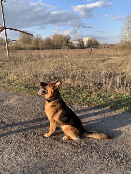 Вязка німецької вівчарки кобель