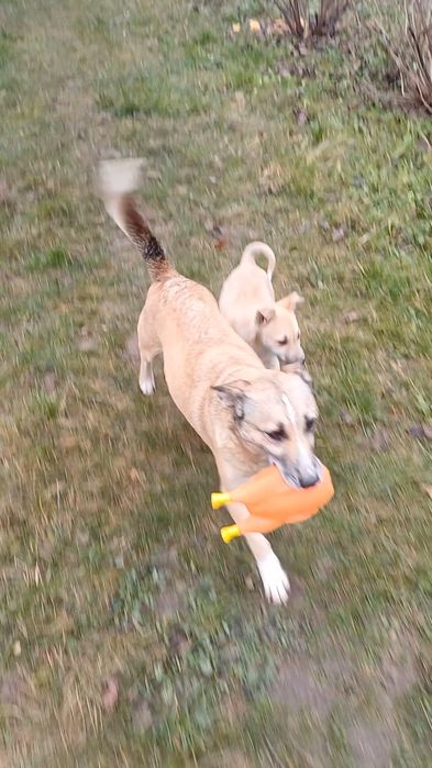 Молода собачка шукає родину!