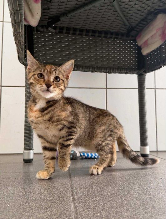 Kotka BRATKA adopcja schronisko młoda kot