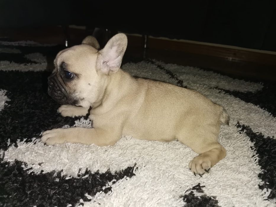 Bulldog  frances   Fawn