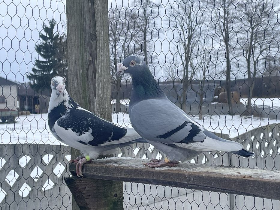 Golebie staropolskie