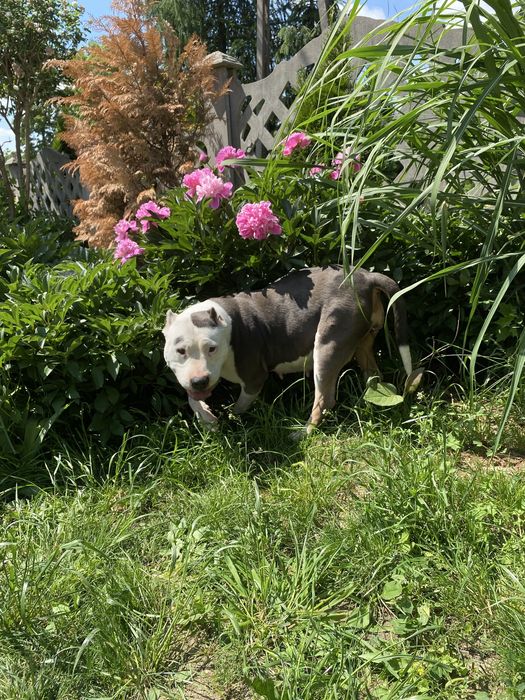 Pitbull psy szczenaki
