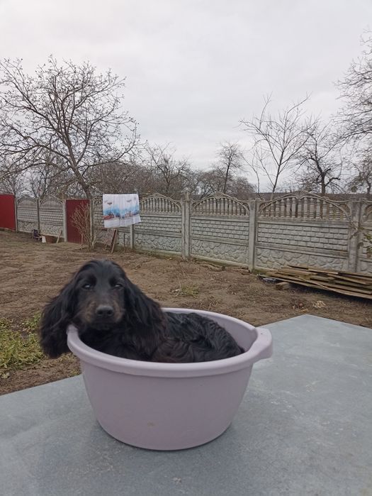 Чорний англійський спаніель