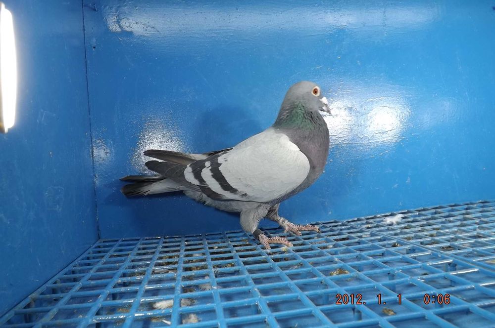 Gołąbek Rozpłodowy Samiczka wnuk Olimpijki