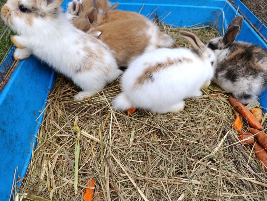 Króliczki miniaturki baranki