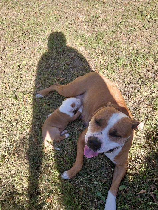 Американский стафф