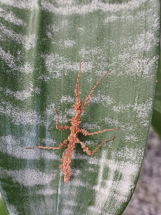 Taraxippus samarae, patyczaki straszyki