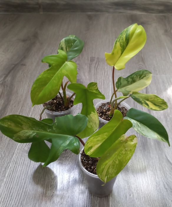 Филодендрон Меджик маск