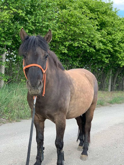 Mały koń, 9 letni wałach
