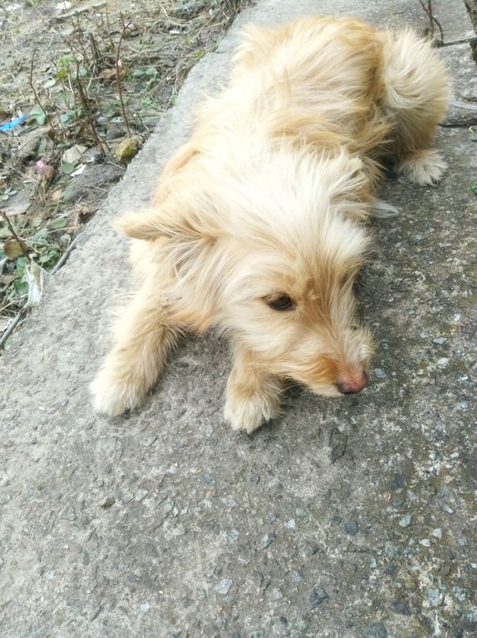 Одам щенка, девочка)