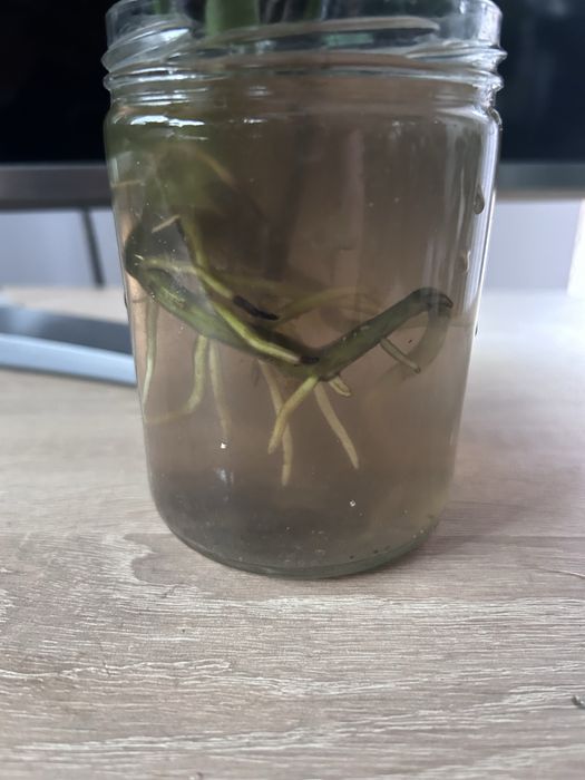 Monstera zombie variegata