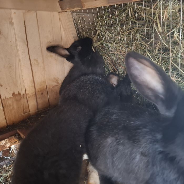 Кролі різного віку.