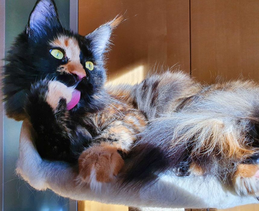 Angielski korepetycje, konwersacje